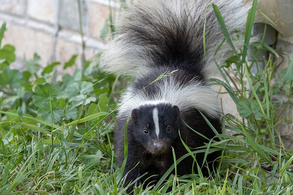 skunk smell