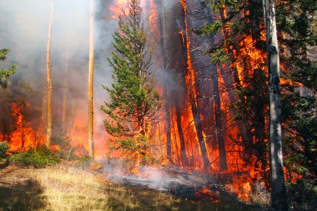 wildfire smoke